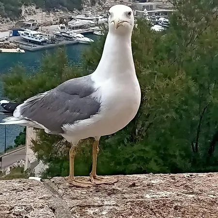 Le Reve De דירה גהיסונאצ'יה