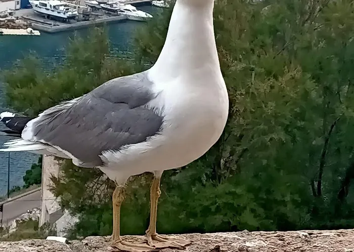 Le Rêve De Appartement Ghisonaccia